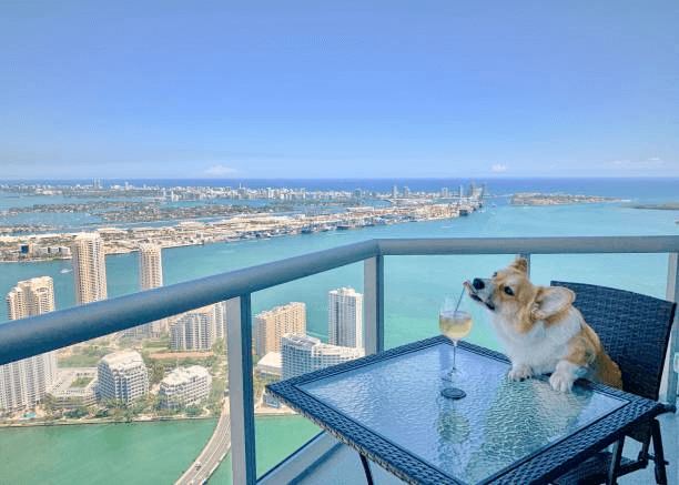 Tips For Finding Pet Friendly Apartments in Florida